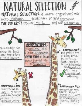 Natural Selection SKETCH NOTES Adaptations And Evolution Science