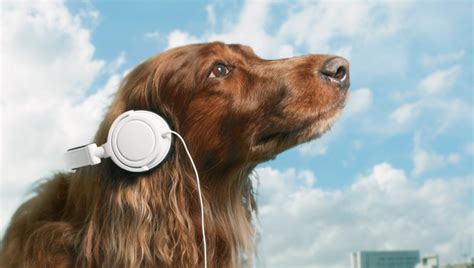 5 Best Dog Podcasts That Canine Lovers Must Listen To Dogtime