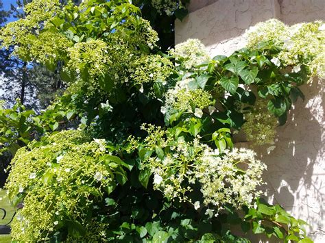 Гортензия черешковая в саду (73 фото) » НА ДАЧЕ ФОТО