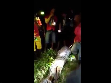 Indonesian man's body reportedly found inside python - CBS News