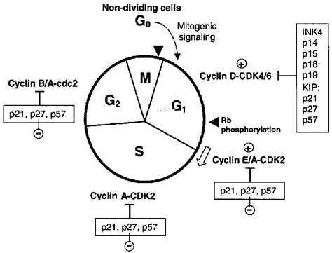 The Cell Cycle And Its Master Regulators Schematic Representation Of