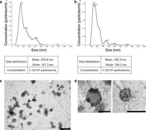 Characterization Of Extracellular Vesicles Derived From Hmscs And