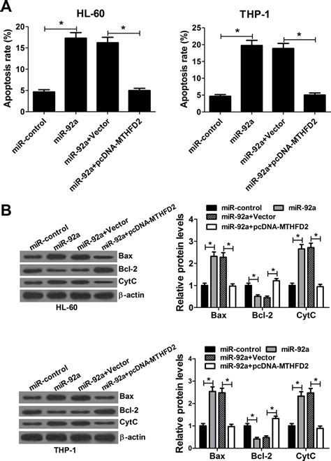 Mir A Induces Apoptosis Of Aml Cells By Targeting Mthfd Hl And