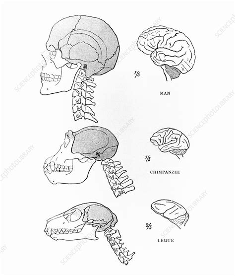 Primate Brains Stock Image N Science Photo Library