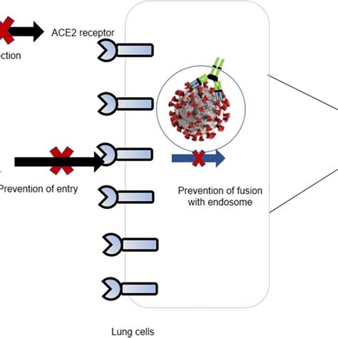 Mechanism Of Action Of Neutralizing Antibody Once Neutralizing
