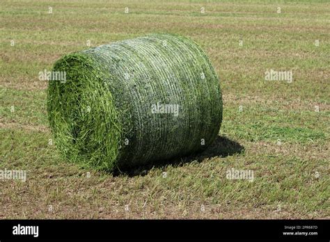 Mown Field With A Netted Round Bale Of Grass For Silage Stock Photo Alamy