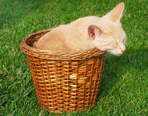 Kitten Sleeping In Basket Stock Image Image Of Lovely