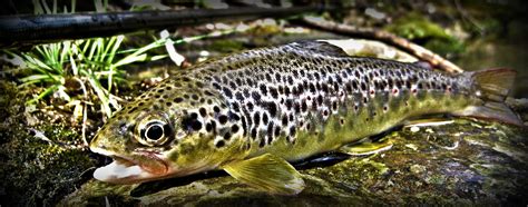 COMMENT PECHER LA TRUITE EN RUISSEAUX PECHE SANS KILLER