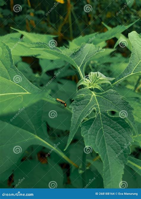 Goldenrod soldier beetle stock photo. Image of soldier - 268188164