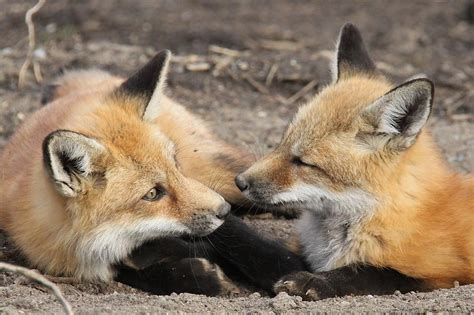 Fox Face Off Photograph By Doris Potter Pixels