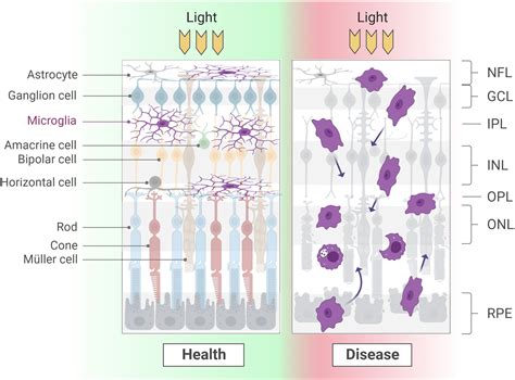 Frontiers More Than Meets The Eye The Role Of Microglia In Healthy And Diseased Retina