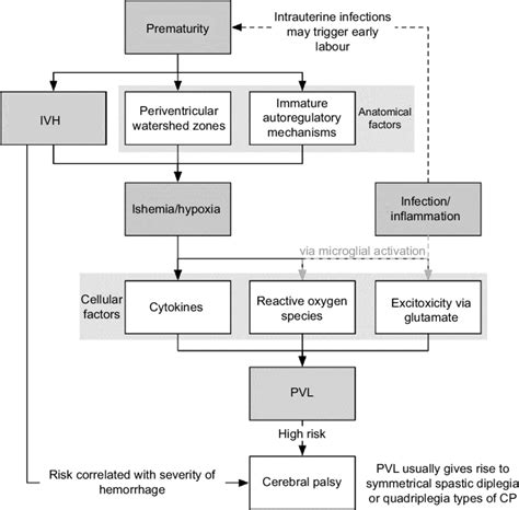 Pathogenesis Of Pvl Note Reproduced With Permission From Eric Wong