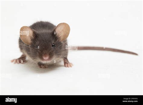 Gray Black Common House Mouse Isolated On White Background Stock Photo