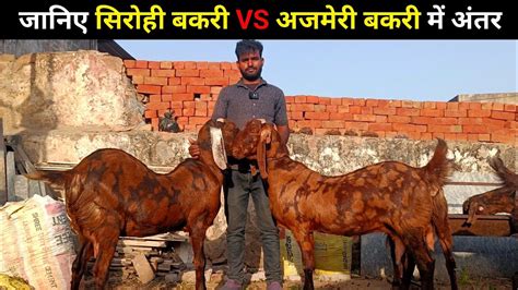 जानिए सिरोही बकरी और अजमेरी बकरियों के ख़ास अंतर Sirohi Vs Ajmeri