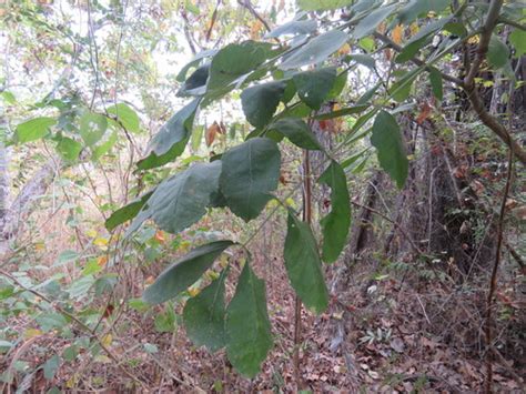 Comocladia Engleriana Rboles De Colima Latifoliadas Inaturalist