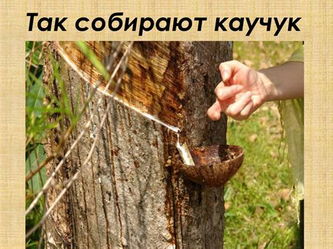 Природный каучук - презентация онлайн