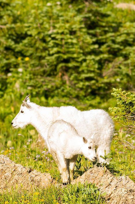 Two Kid Mountain Goats Play In A Mountain Meadow In Glacier National