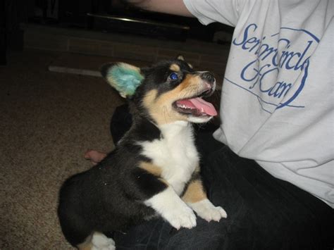 Corgi Puppies Are The Cutest Imgur