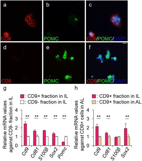 Isolation Of Cd9 Positive Cells From The Il Side Mcl Af Double