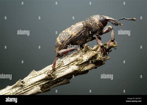 Gorgojo Del Pino Grande Fotograf As E Im Genes De Alta Resoluci N Alamy