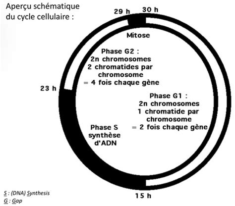 Introduction Aperçu du cycle cellulaire Flashcards Quizlet