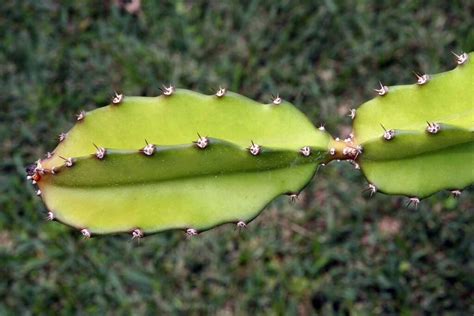 How To Grow Your Own Dragon Fruit Pitaya Gardeners Path