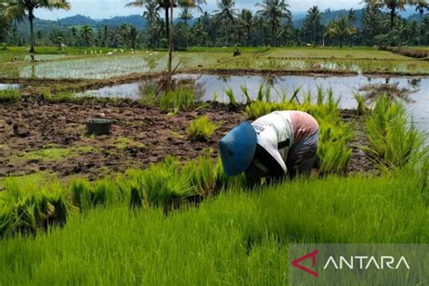 Solok Selatan Dorong Panen Padi Tiga Kali Setahun ANTARA News