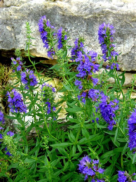Hyssop - Hyssopus officinalis — Heartsong Herbs