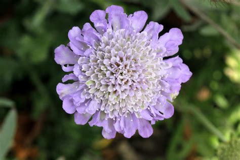 Scabiosa Columbaria Introduced Usa Eflora Of India