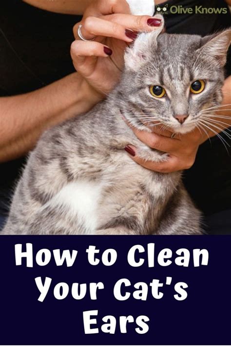 Clean Cat Ears, Diy Cat Ears, Cat Diy, Cat Cleaning, Cat Allergies, Cat Language, Natural Cat ...