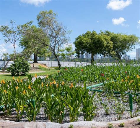 PUBLICOA DESTAQUE Jardins filtrantes despoluem águas de riacho que