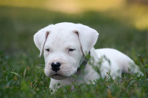 Cute Puppy Dogo Argentino Lies In Grass Stock Image Image Of