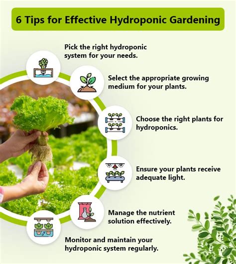 Hydroponic Gardening Tips For A More Successful Harvest