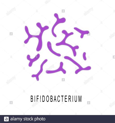 Bifidobacterium Colony Probiotics Beneficial Bacterias For Human