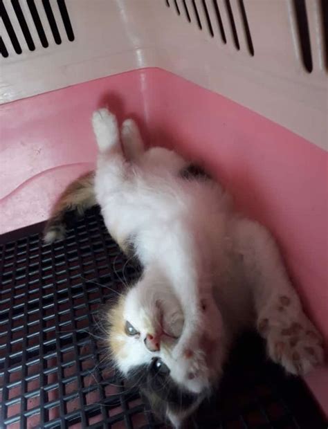 A Small White Cat Laying On Its Back In A Pink And White Litter Box