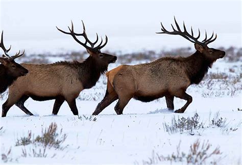 Elk Hunting Gear List - Clothing & Packs | KUIU