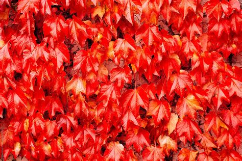 red creeper plant  wall  stocksy contributor peter wey stocksy