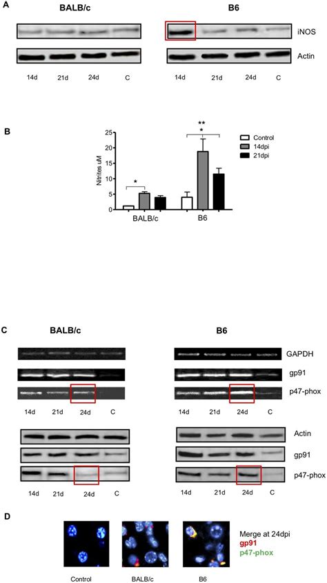 Inos Expression On Hepatic Tissue And Nitrite Production By Liver