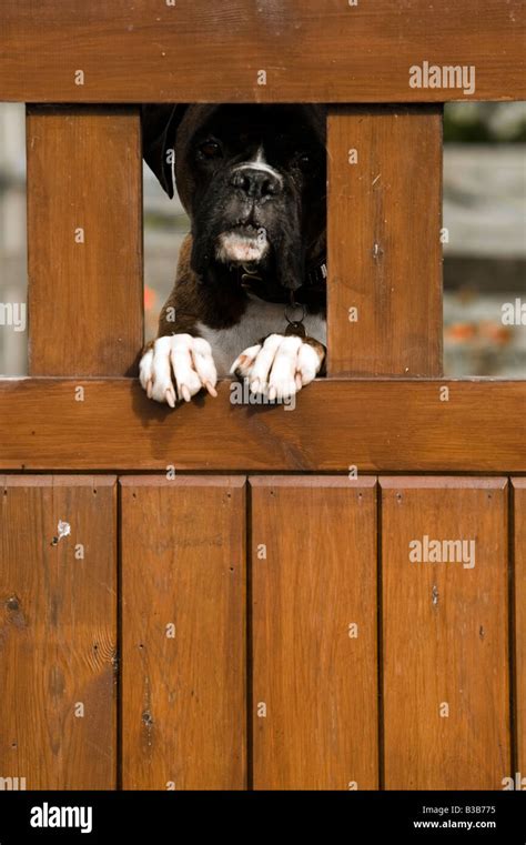 English Boxer Dog Hi Res Stock Photography And Images Alamy