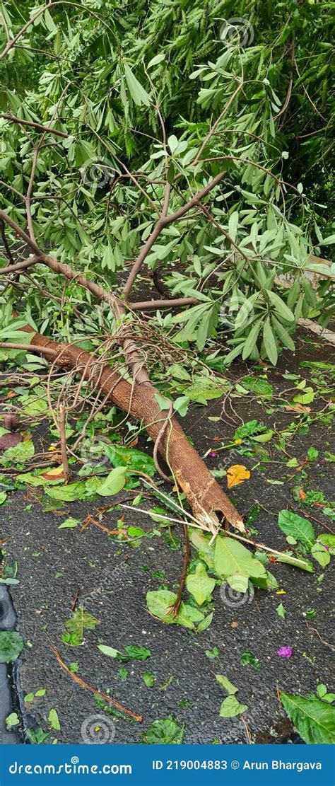 Destruction Of Property And Tree Due To Tauktae Cyclone Editorial Stock