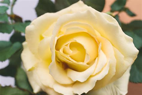 Light Yellow Rose Blooming Free Stock Photo Public Domain Pictures