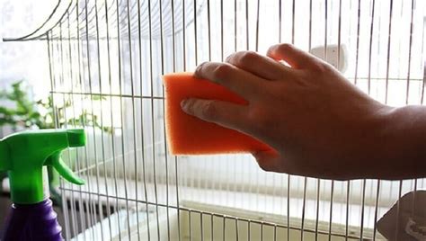 Can You Use Bleach To Clean Animal Cages Petculiars