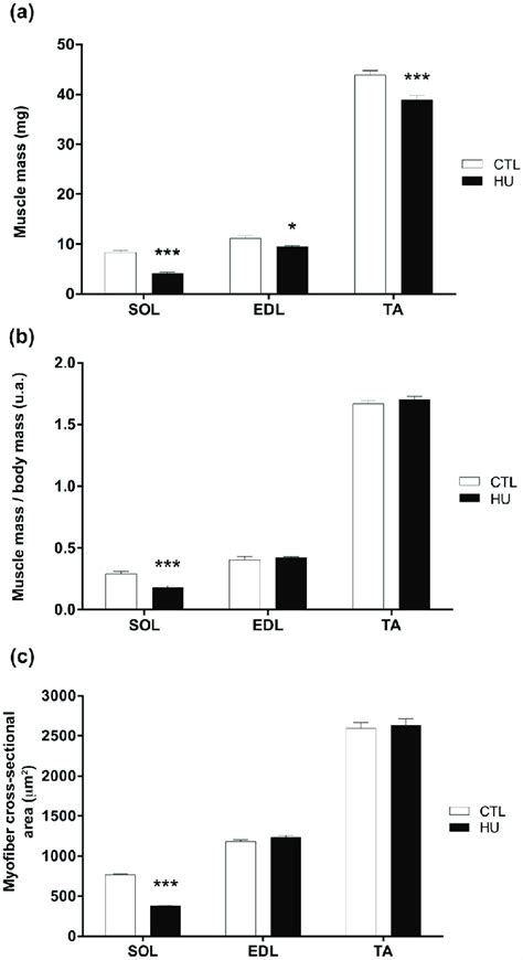 Effects Of Hindlimb Unloading On Muscle Mass And Fiber Cross Sectional Download Scientific