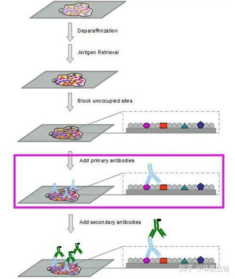 免疫组化ihc实验常见问题及处理方法下 知乎