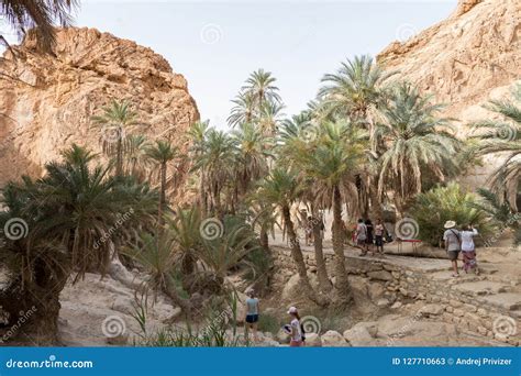 The Oasis Of Chebika Near Nefta With A Palm Tree And Mineral Rocks