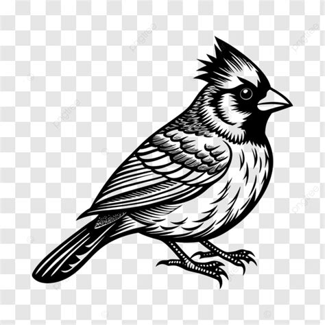 Cardinal Bird Vector Cardinal Bird Vector Png Transparent Image And