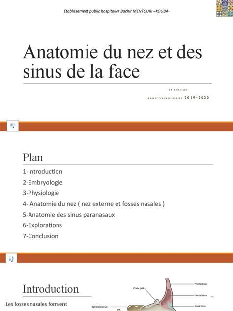 Anatomie Du Nez Et Des Sinus De La Face Dr Khettab Pdf Tête Et