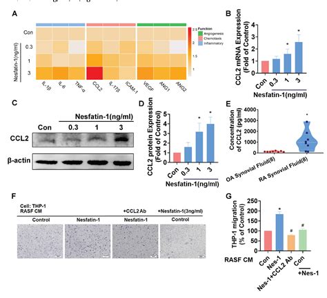 PDF Nesfatin 1 Stimulates CCL2 Dependent Monocyte Migration And M1