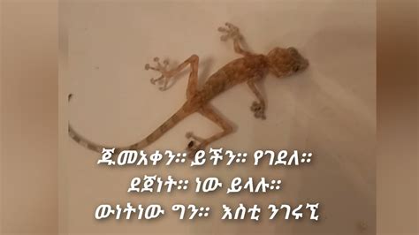 ጁመአቀን ይችን የገደለ የጀነት ነው ይላሉ ውነት ነው ግን እስኪነገሩኚ YouTube