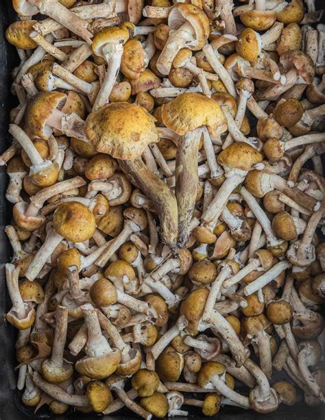 Sauteed honey mushrooms and their stems recipe